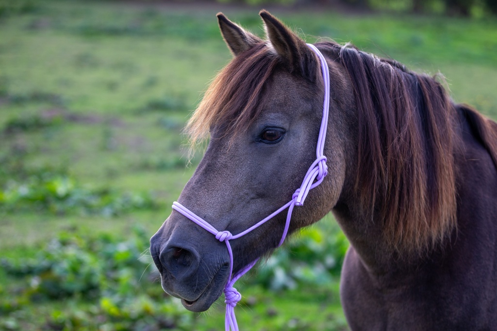 Licol Simple "Bright Lilas" Poney