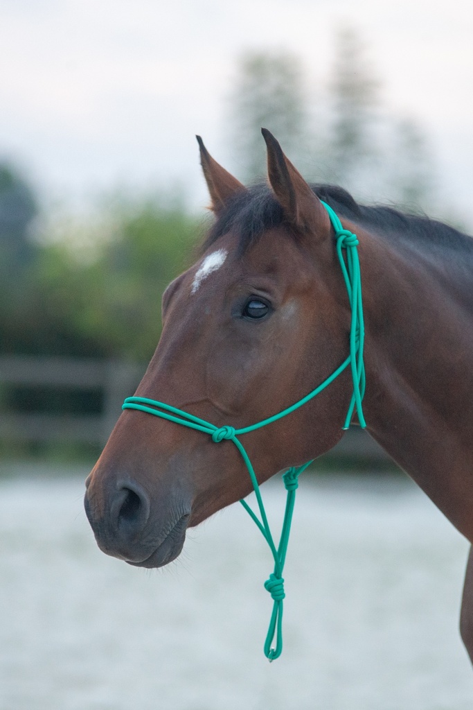 Licol Simple "Métallique Vert Herbe" Cheval