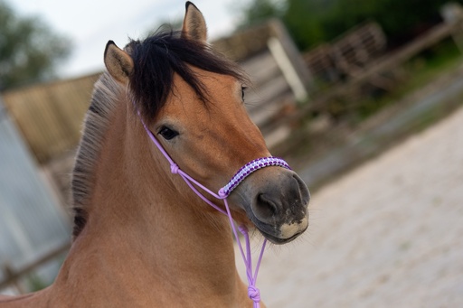 Licol  éthologique "Bright Lilas" tressage Dragon "Violet Acide-Blanc-Lilas" Cheval