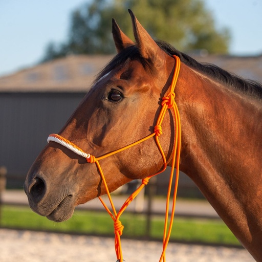 Licol  éthologique "Orange Néon" tressage 50/50 Cheval